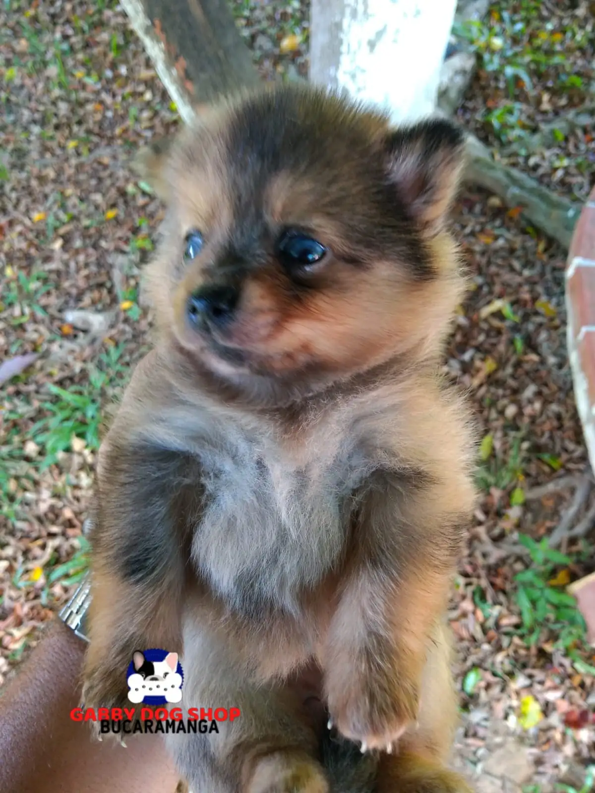 Pomerania Hembra ❤️