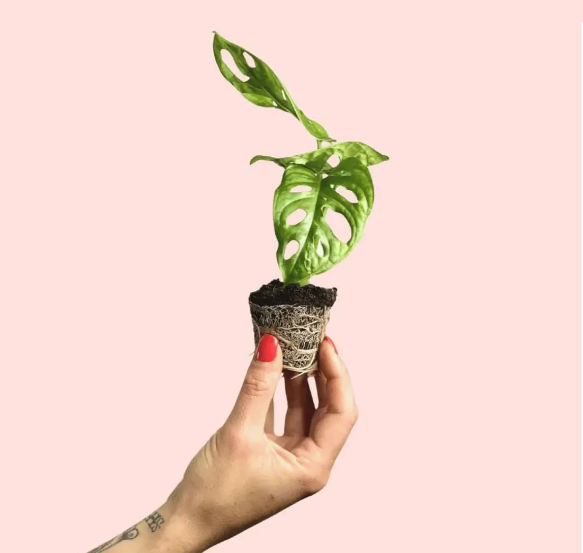 MONSTERA ADASONII