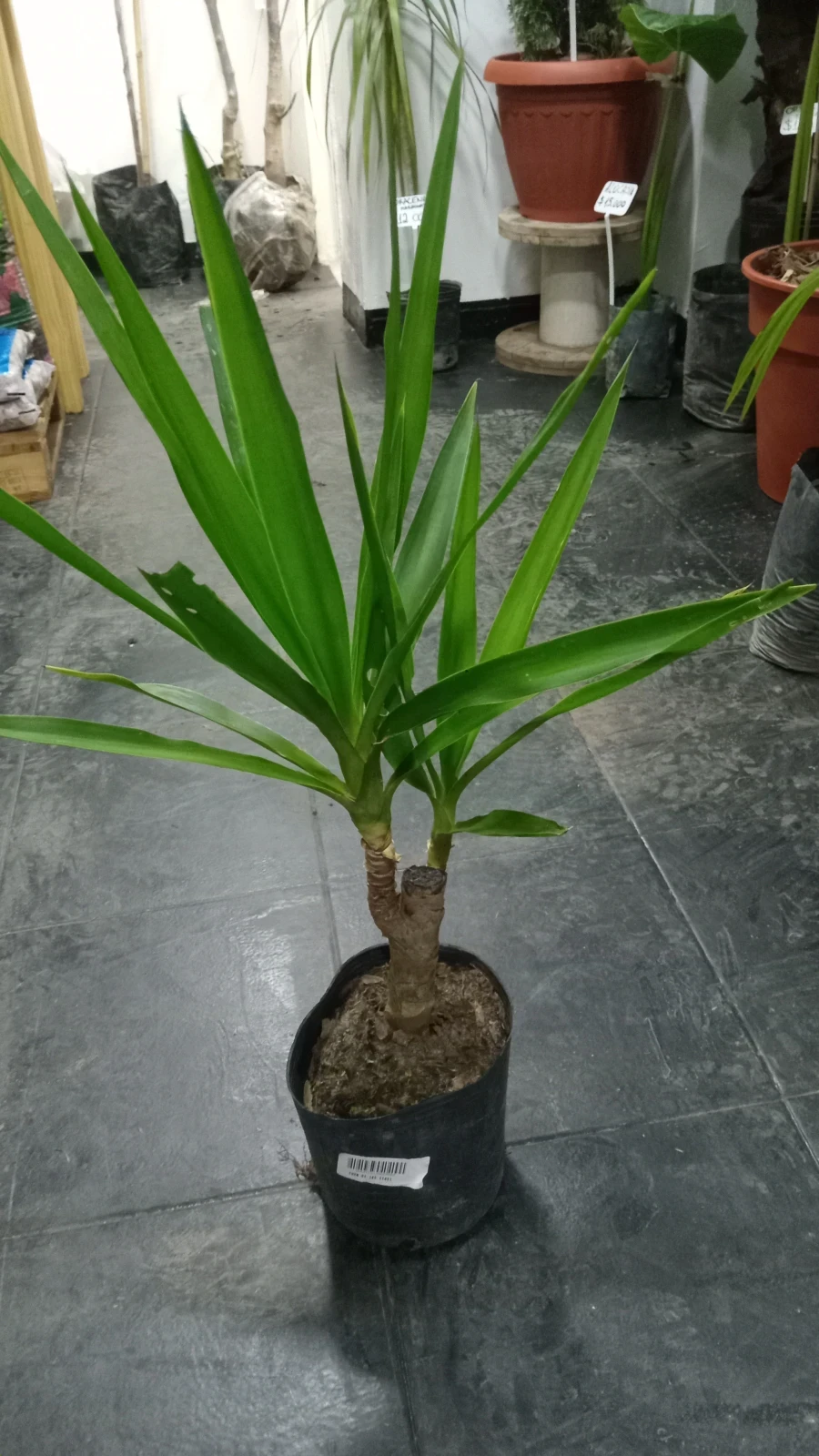 Yuca Palma