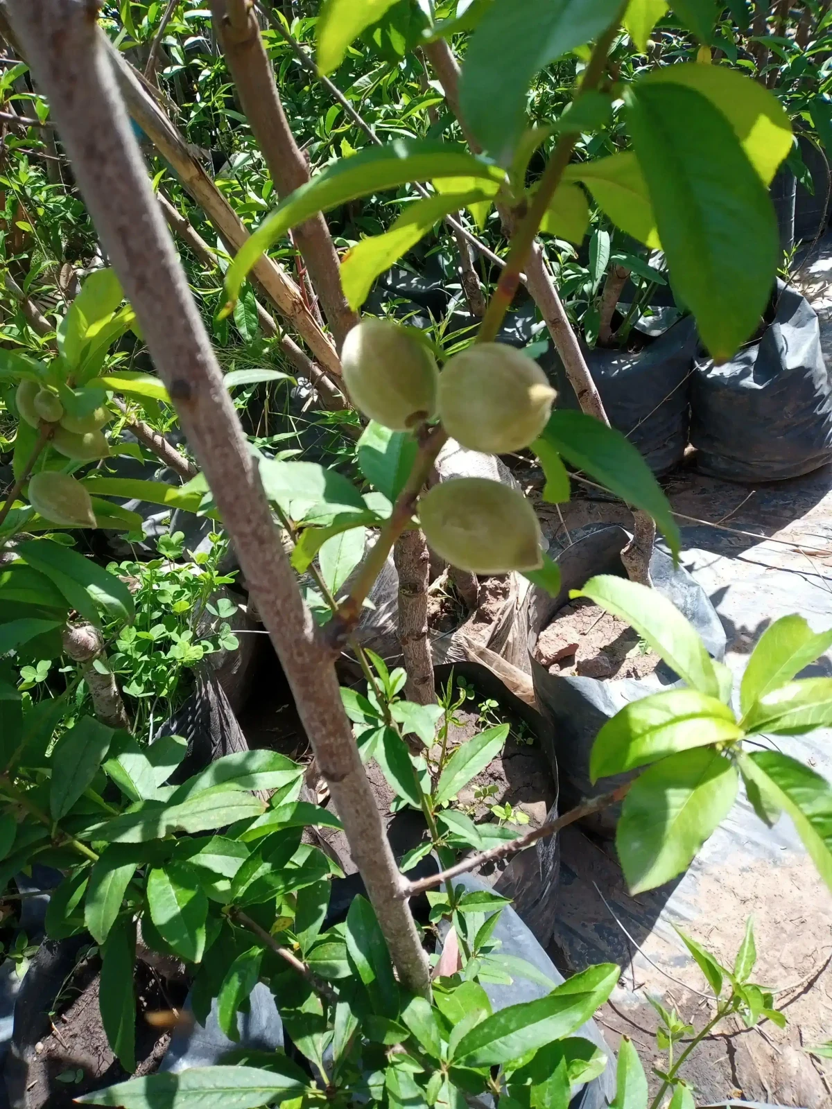 Durazno Blanco Kurakata  3