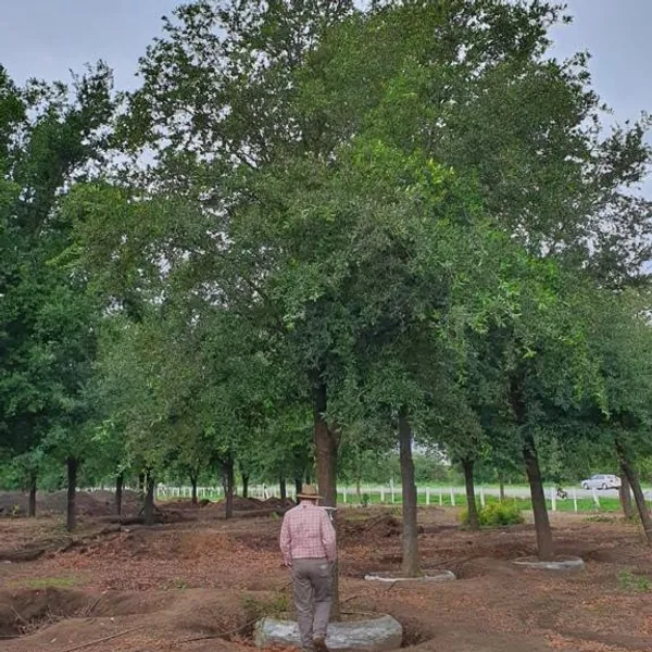 Arboles tallas especiales