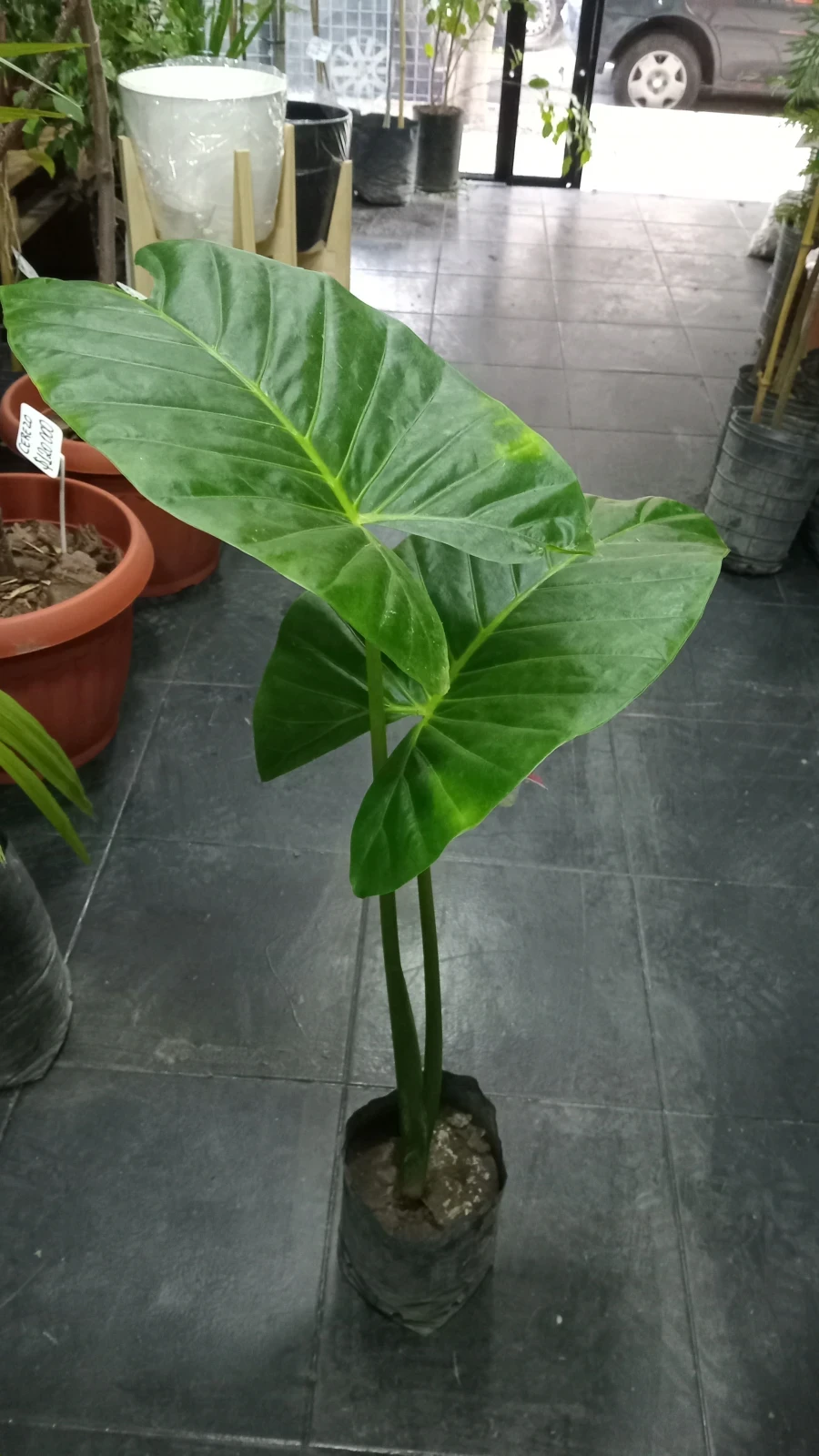 Oreja 100 cm.