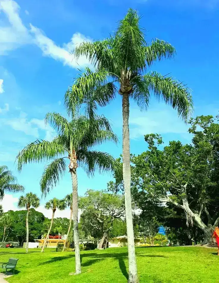 Coco plumosa