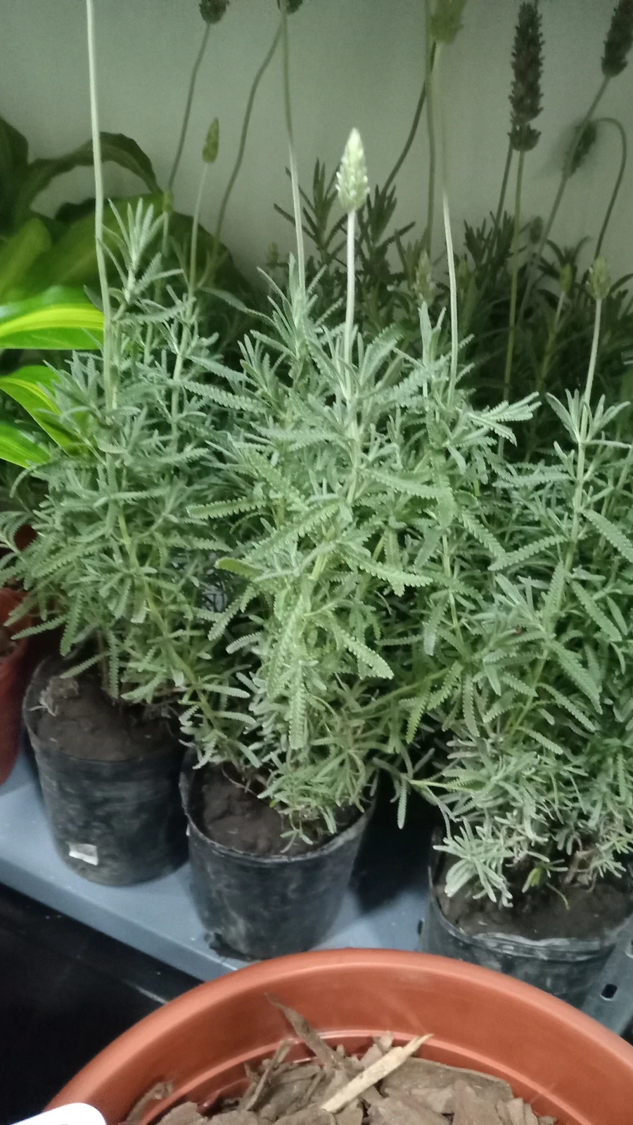Lavanda 