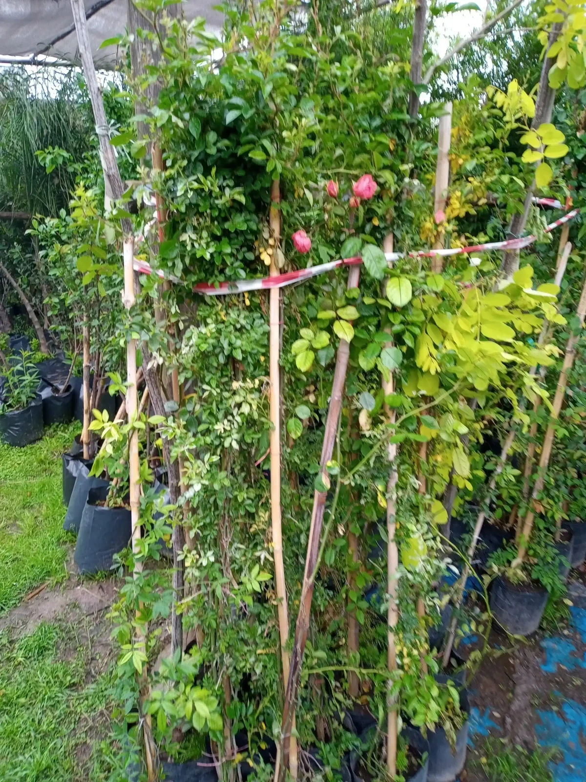 Rosa trepadora  5