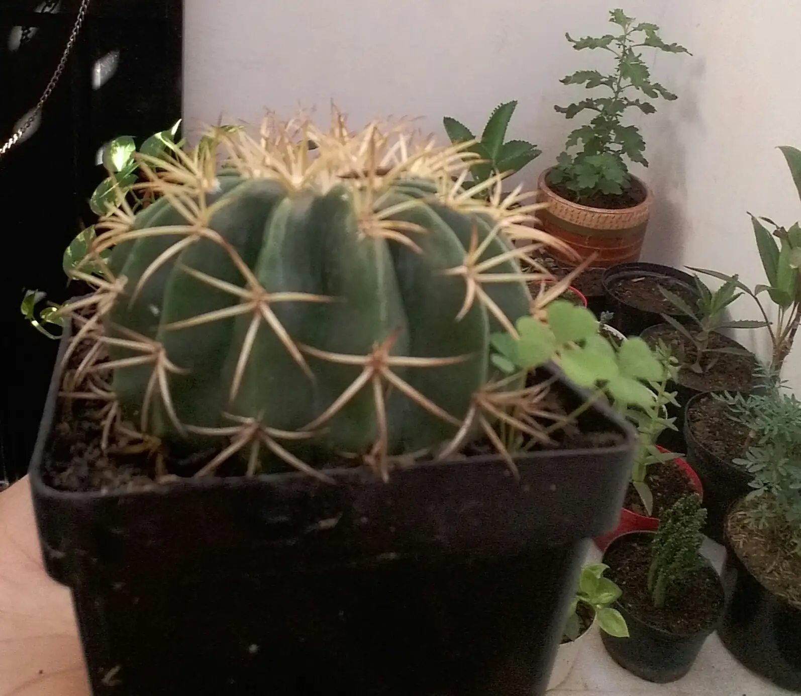Melocactus neryi  2