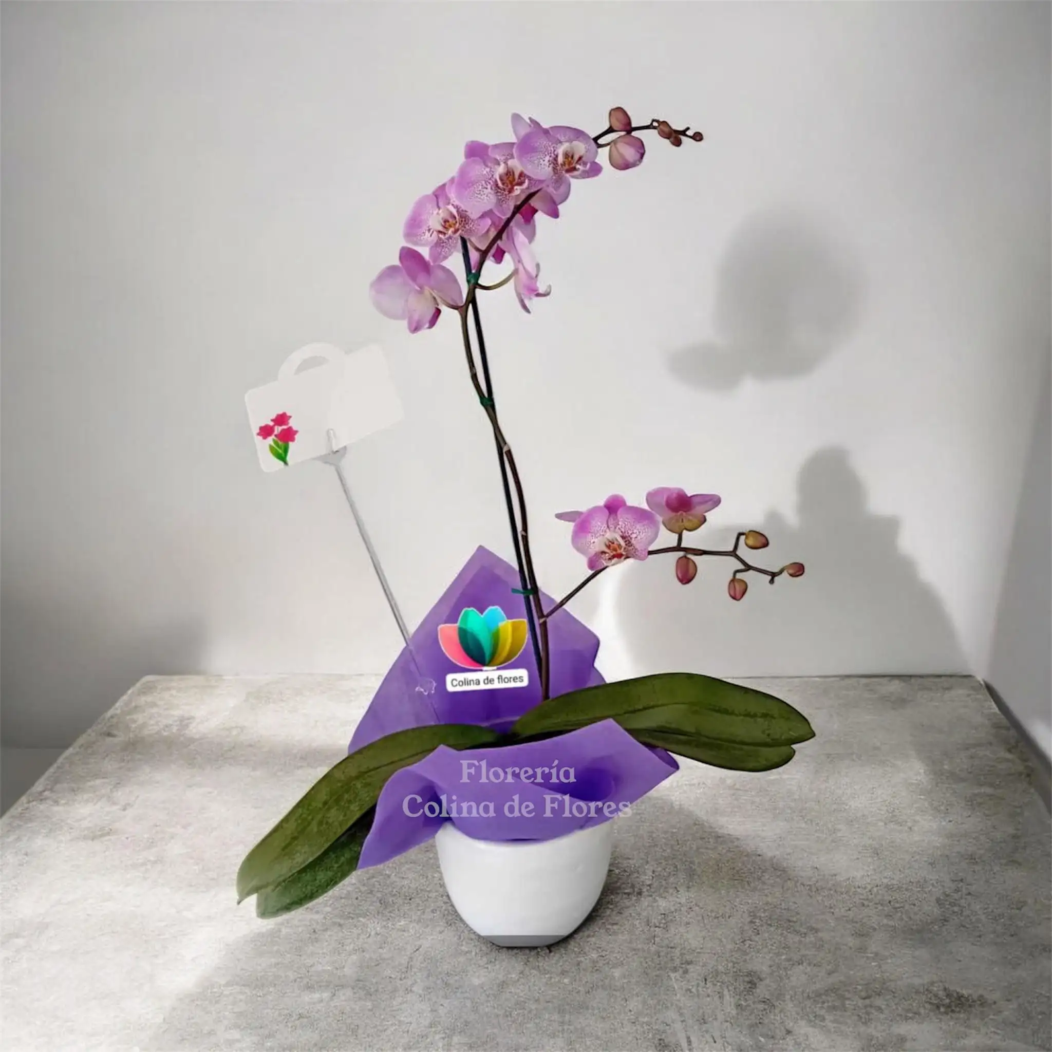 Orquídea lila