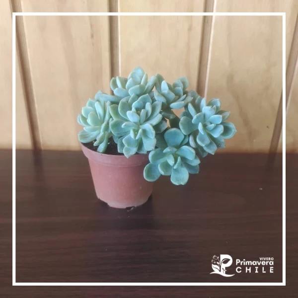 Sedum 2