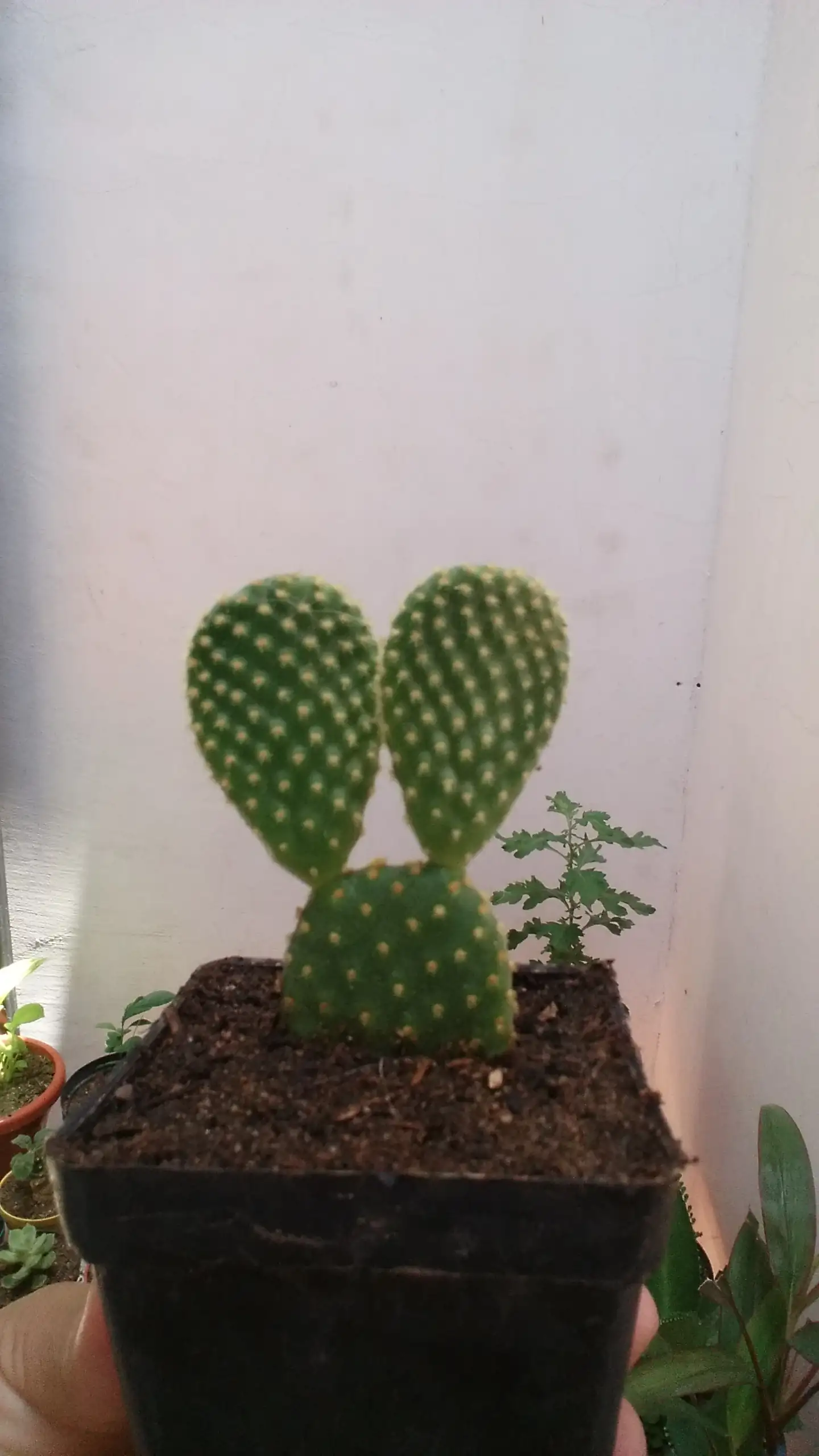 Opuntia microdasys