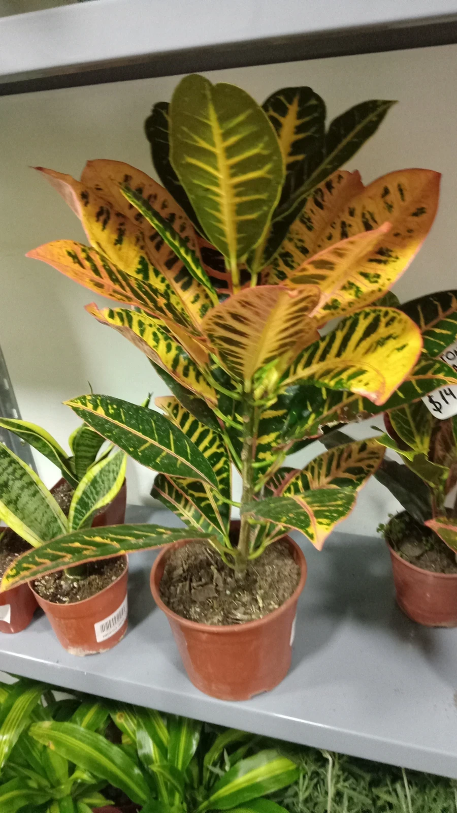 Croton Petra 50cm 4