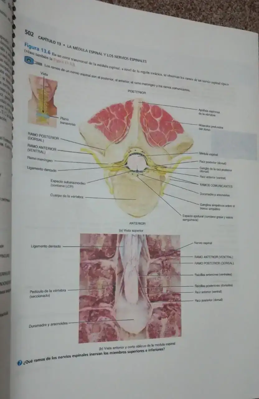 Anatomía y Fisiología Tortora • Derrickson 3