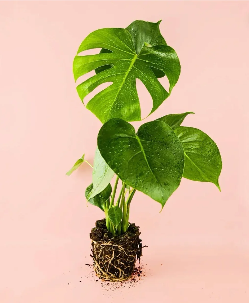 MONSTERA DELICIOSA