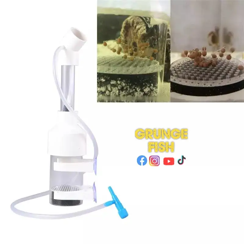 𝗜𝗡𝗖𝗨𝗕𝗔𝗗𝗢𝗥𝗔 𝗣𝗔𝗥𝗔 𝗛𝗨𝗘𝗩𝗢𝗦 𝗗𝗘 𝗣𝗘𝗖𝗘𝗦 𝗖𝗜𝗖𝗟𝗜𝗗𝗢𝗦  3