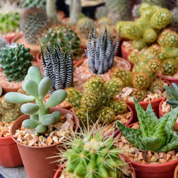 Cactus y Suculentas