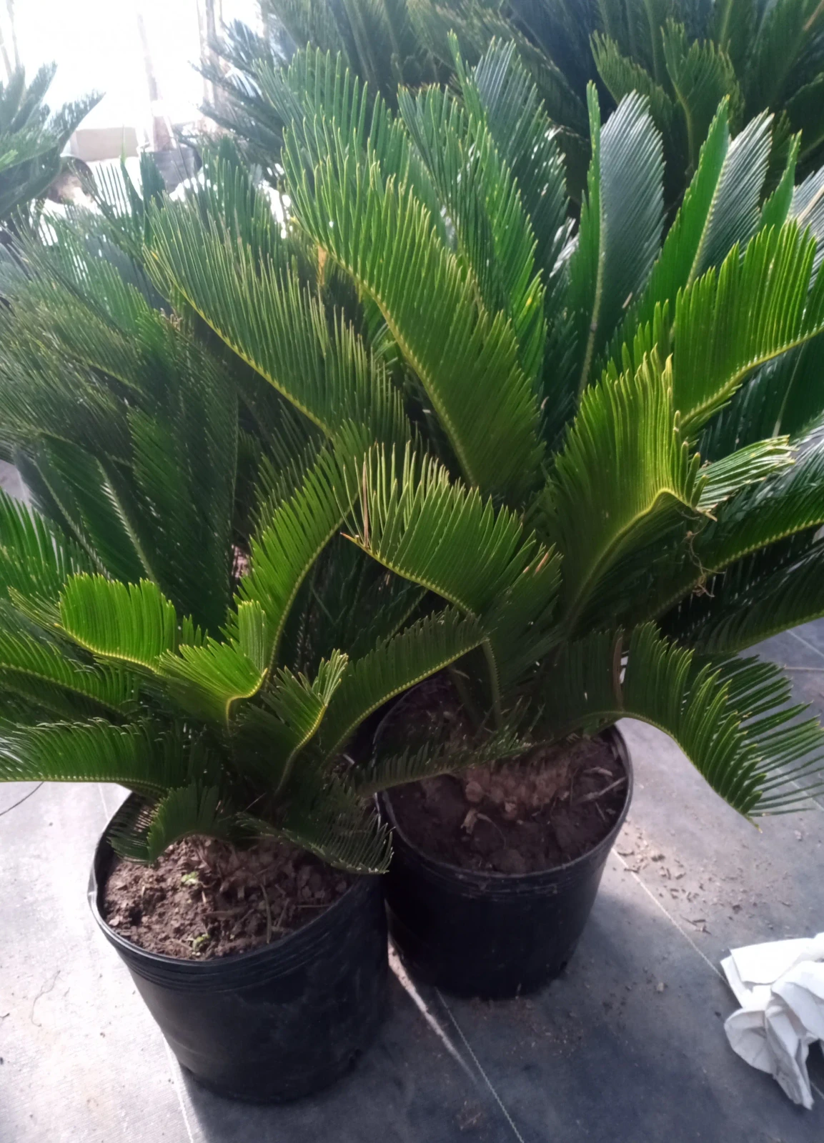 Cyca Revoluta