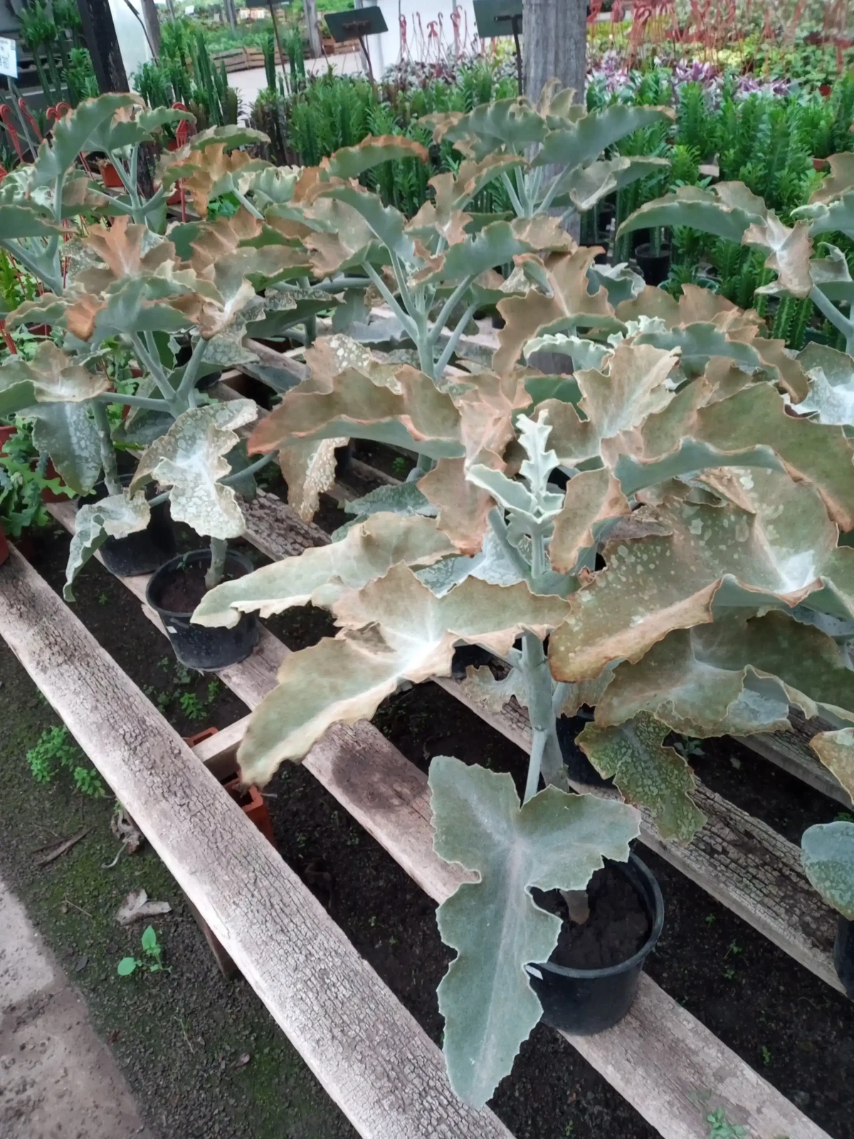 Kalanchoe  2