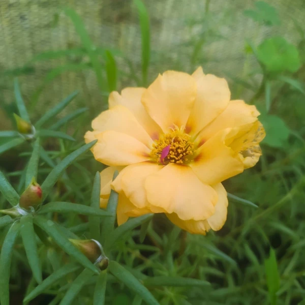 Portulaca 8