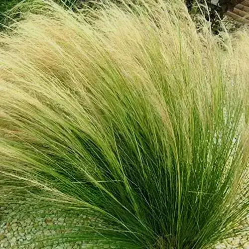 Estipa