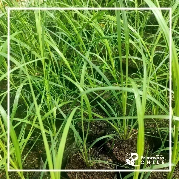 Cola de Zorro / Cortaderia Feather
