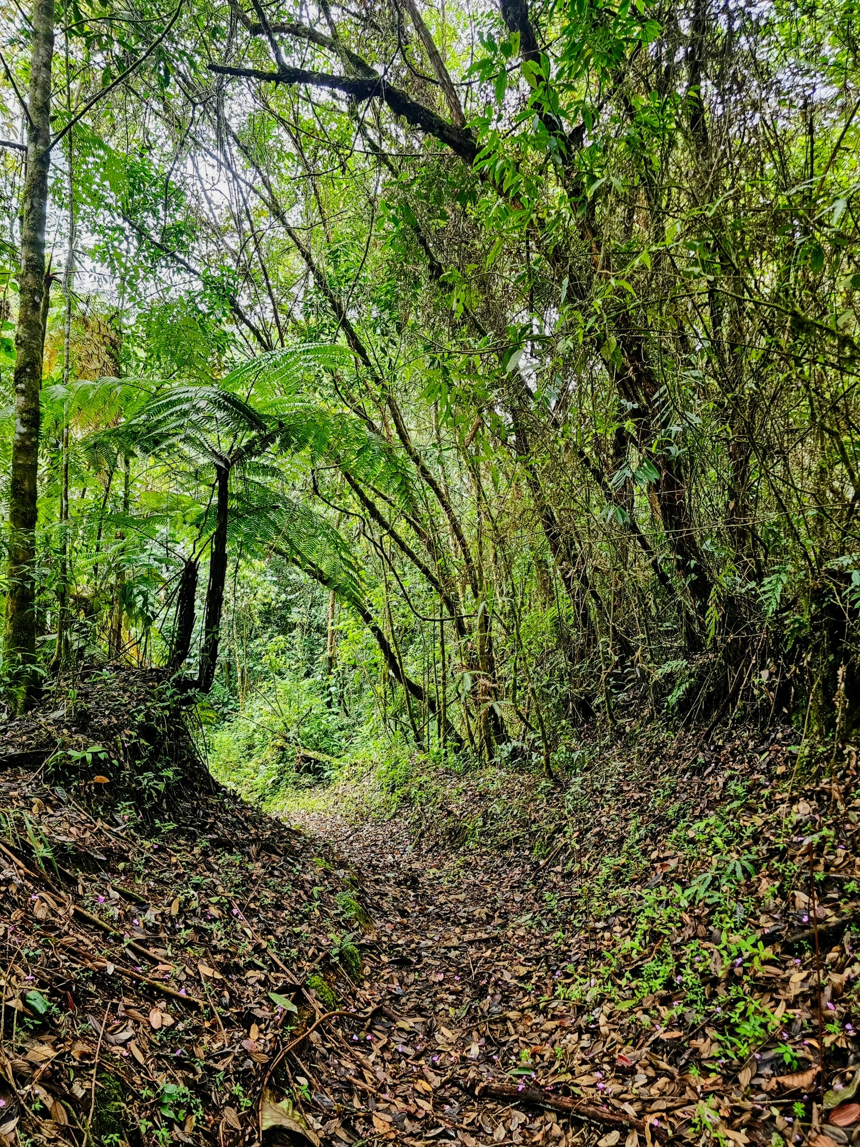 VERDUM RESERVA NATURAL LA CELIA RISARALDA 4