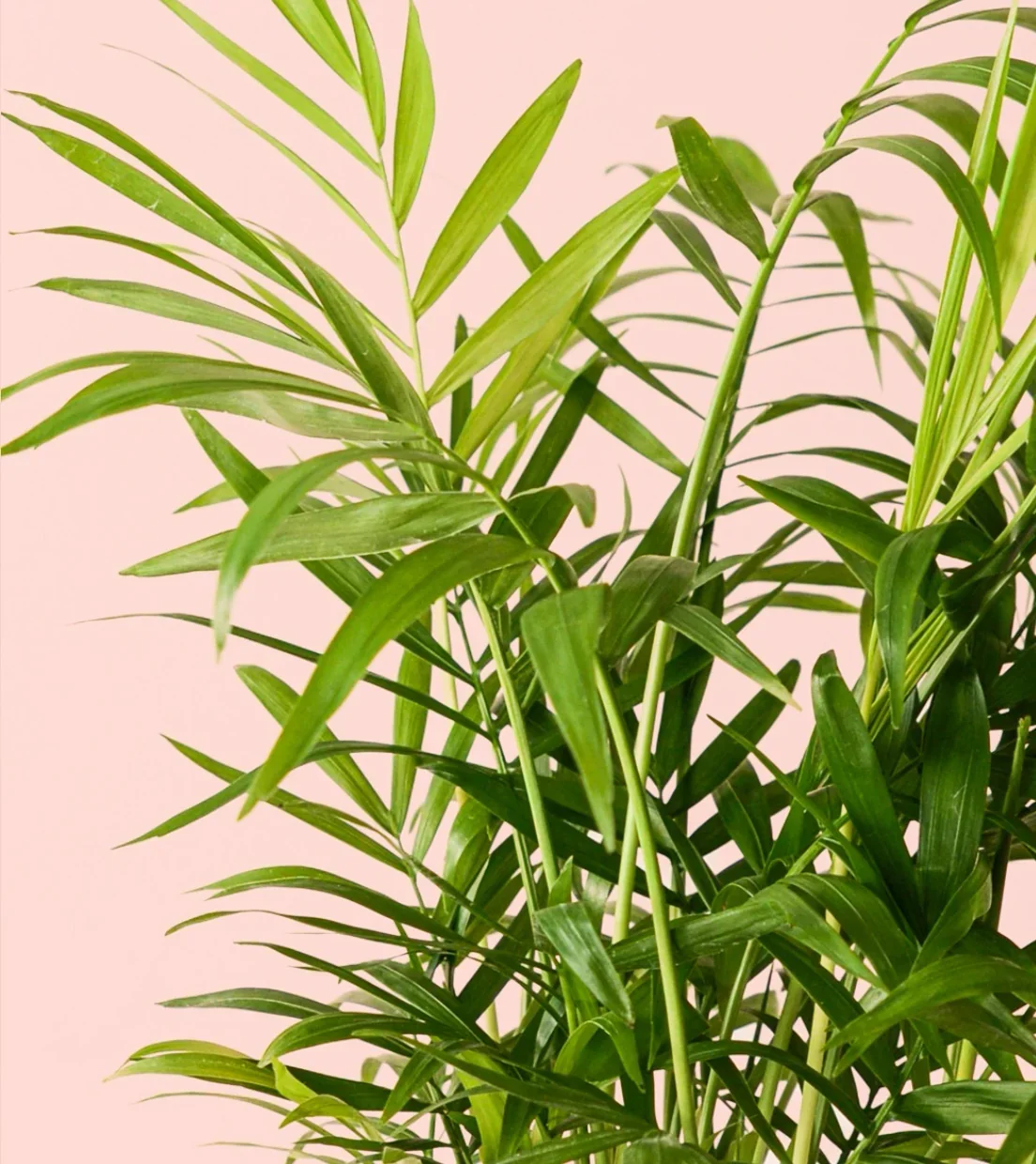 PALMA ARECA 2