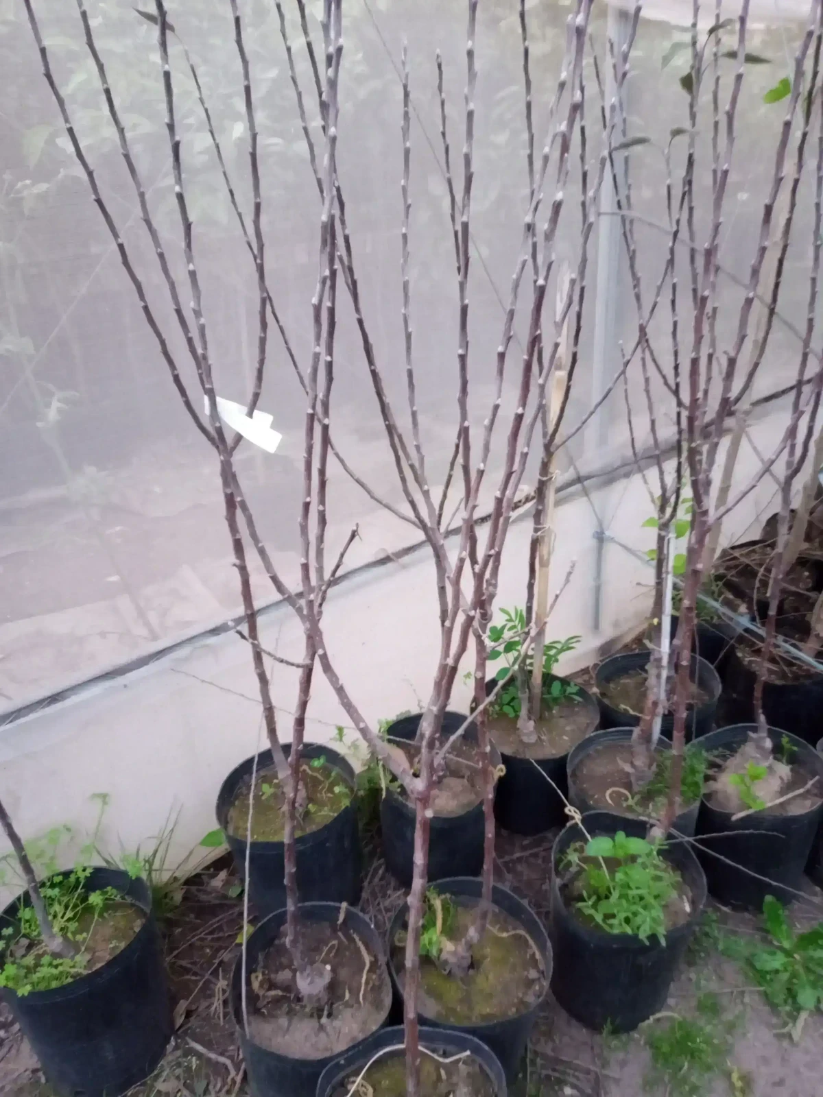 Manzana Red Delicius 3