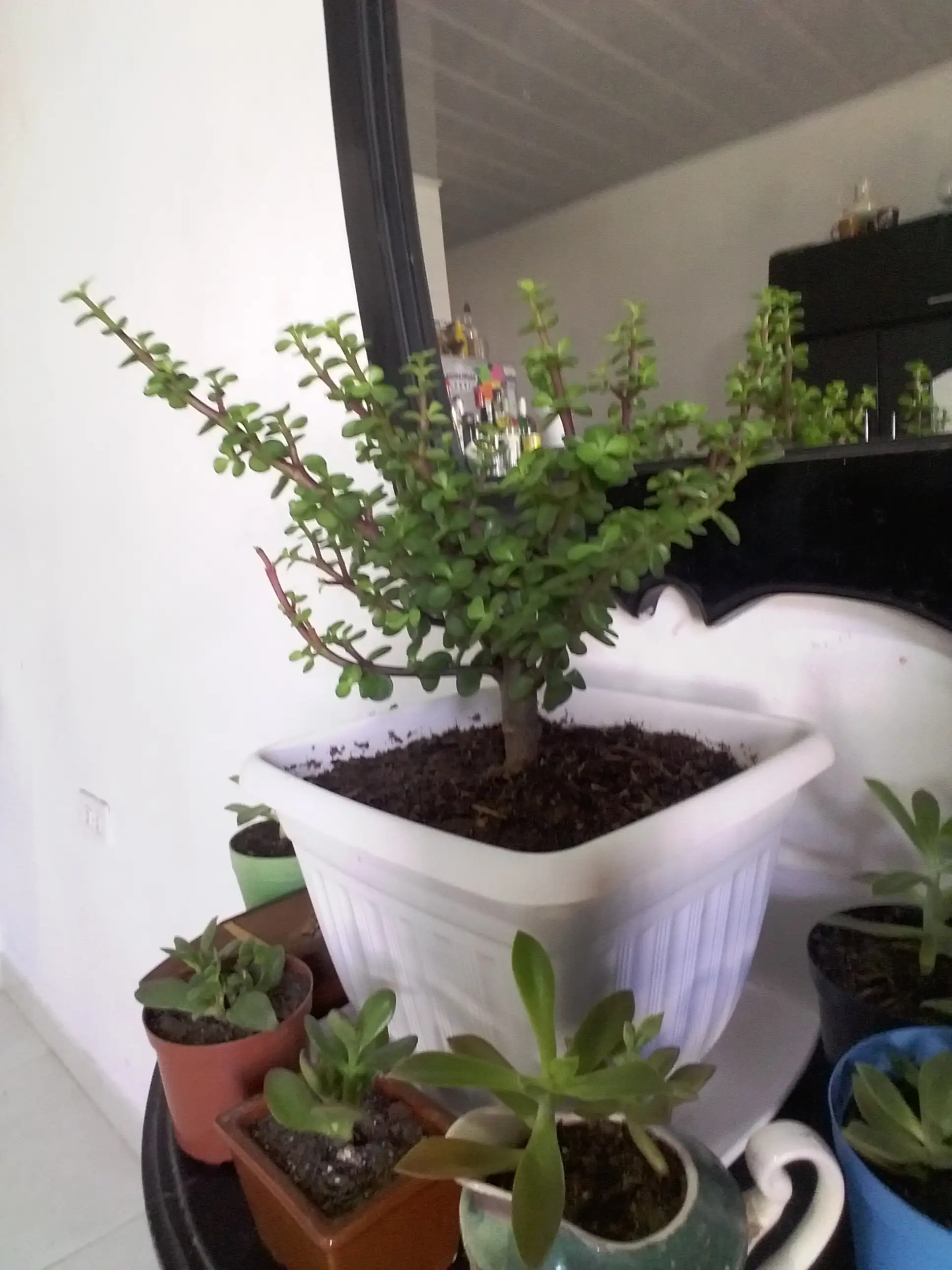  Bonsái Arbol de jade  3