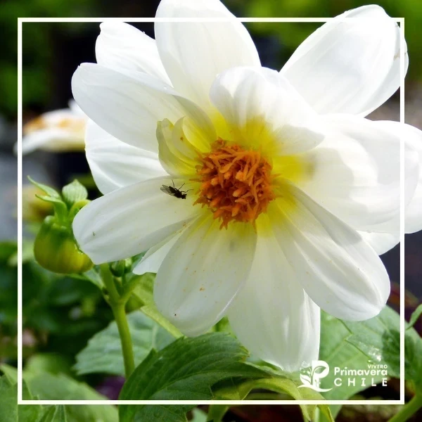 Dalia Enana