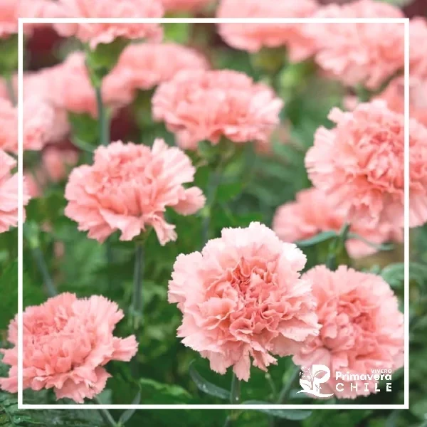 Semillas Clavel Gigante Rosa Suave