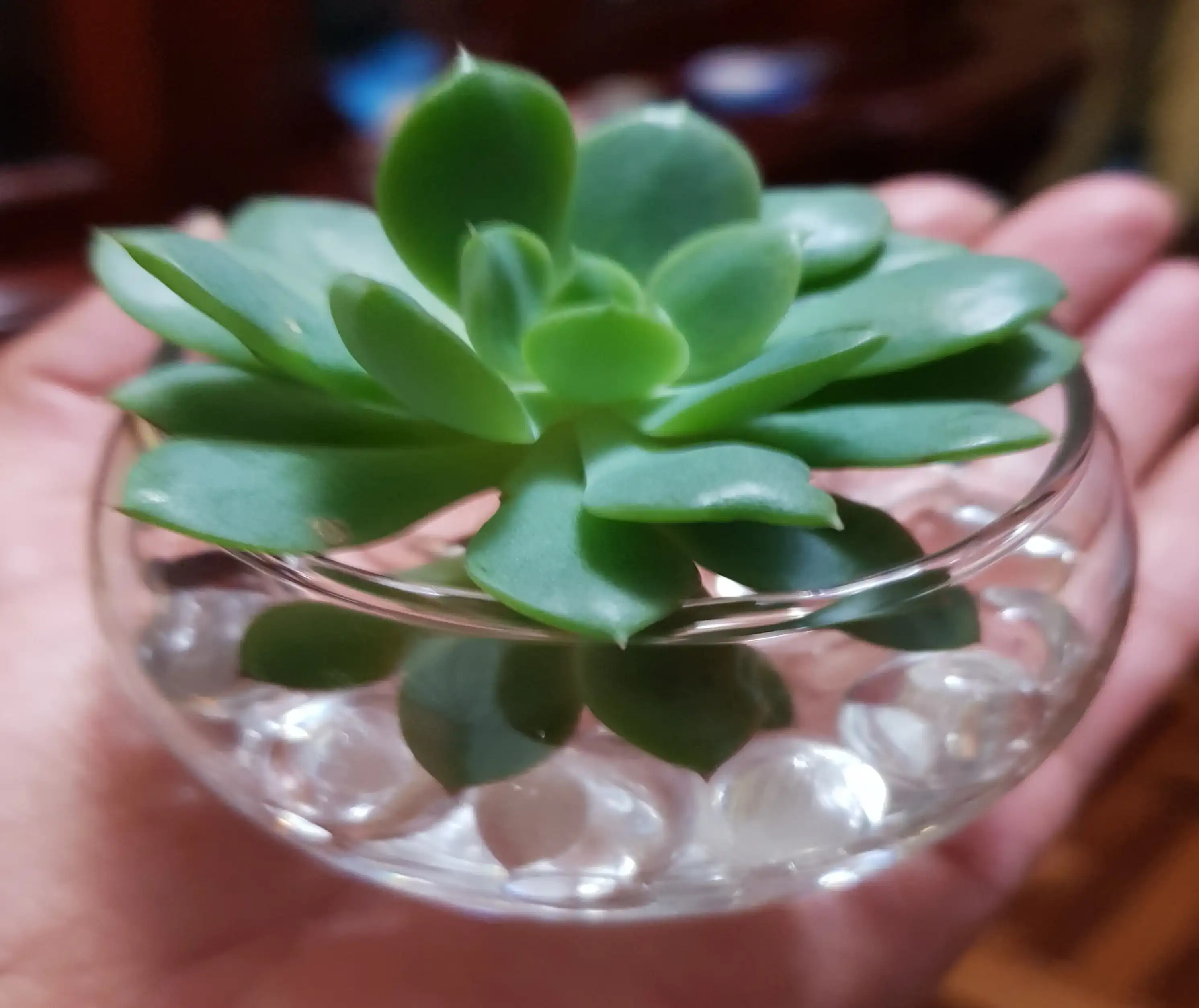 Suculenta en Gel  2