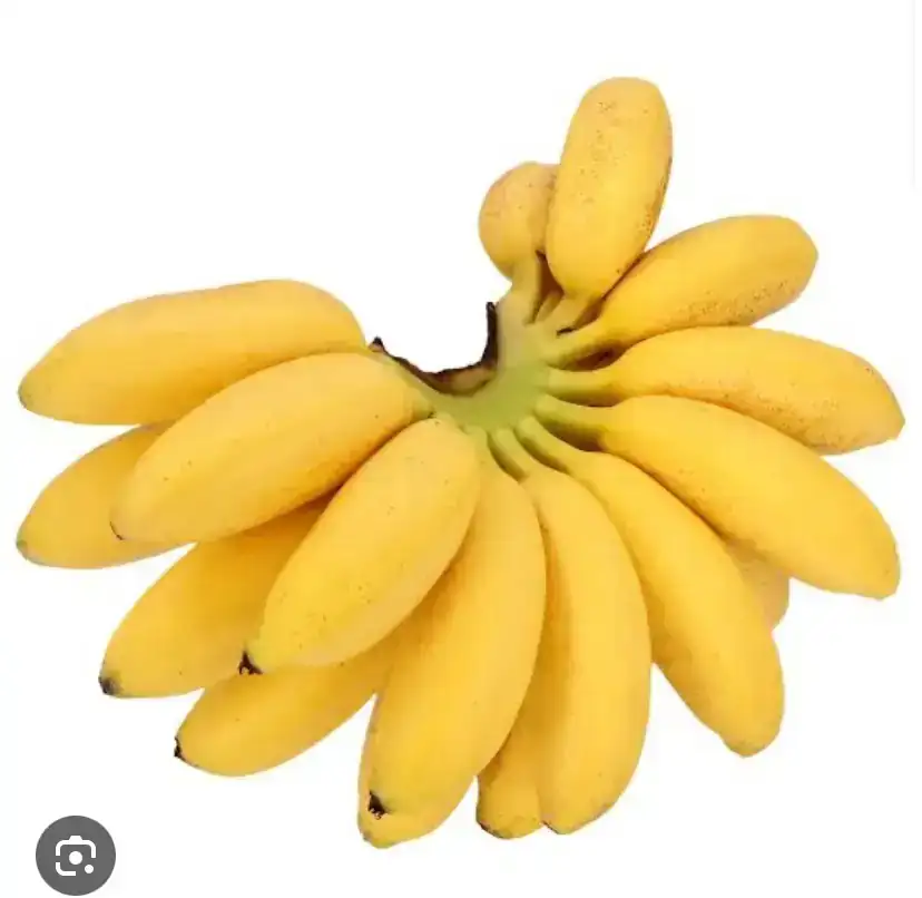 Platano dominico