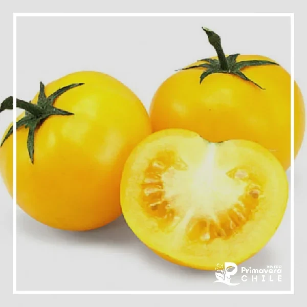 Semillas Tomate Amarillo
