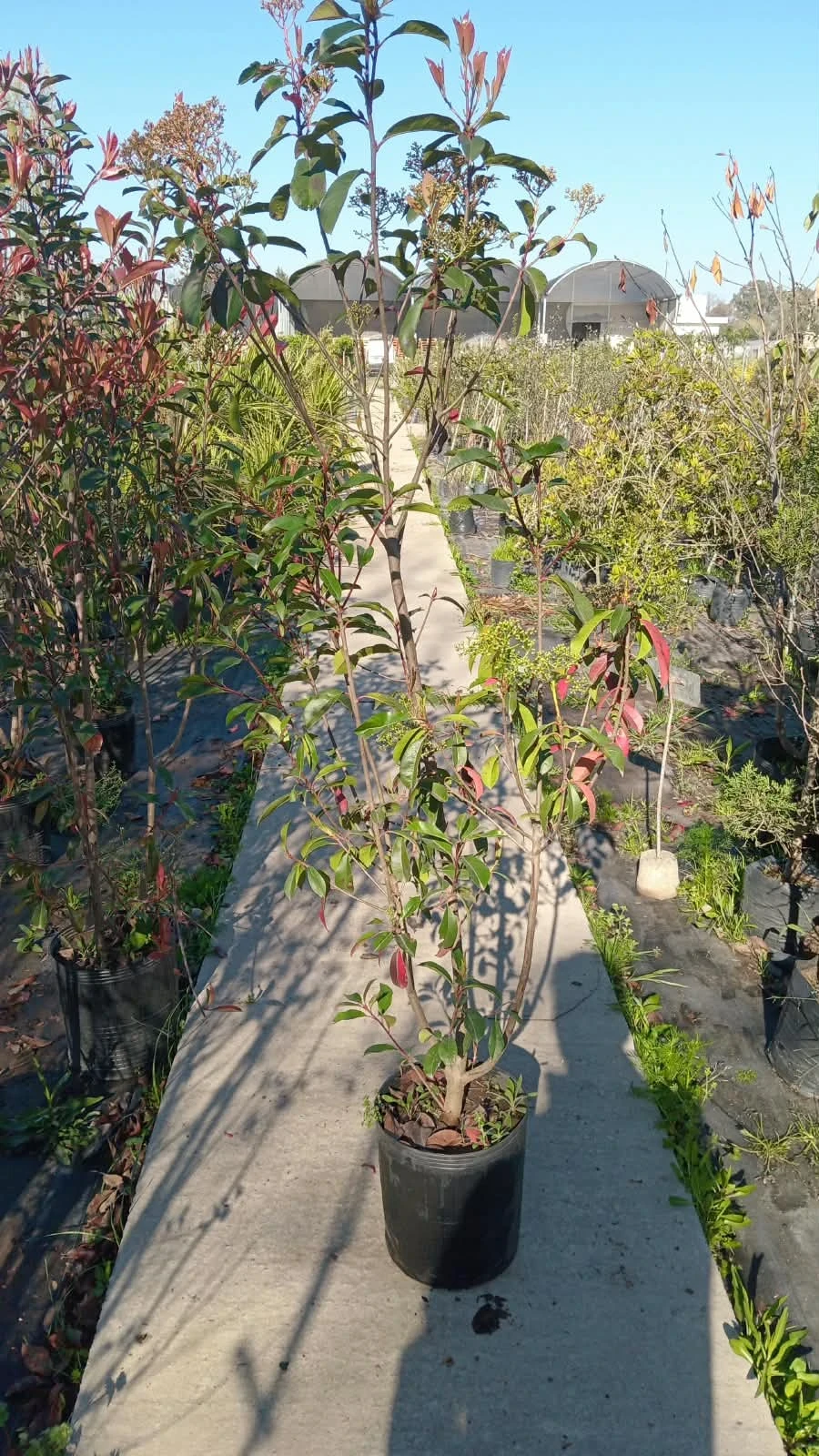 Photinia Grande 180 cm.