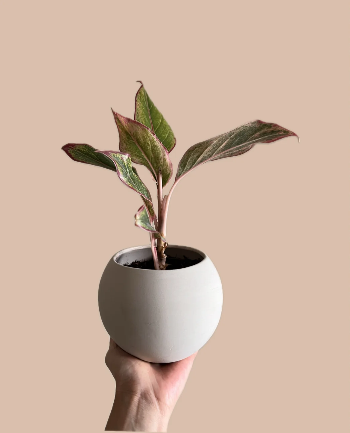 AGLAONEMA PINK EN MACETA CERÁMICA 