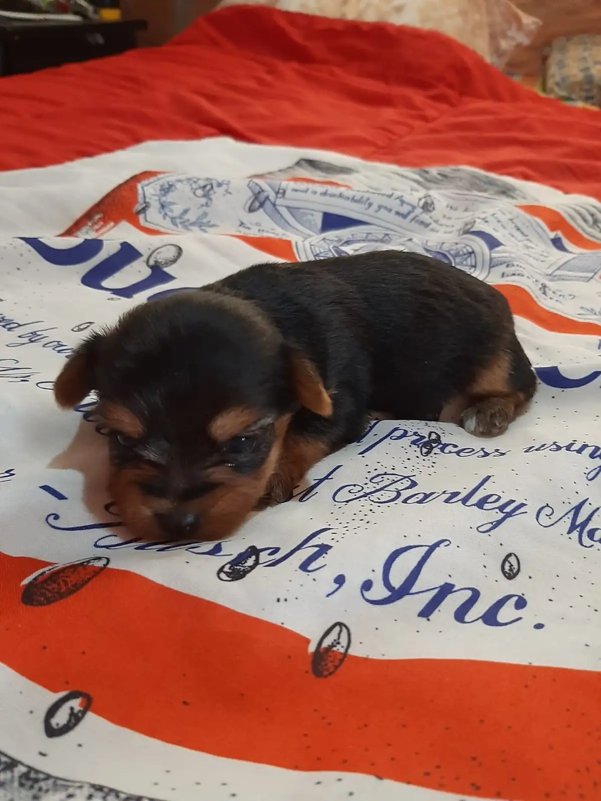 YORKIES YORKSHIRE TERRIER 
