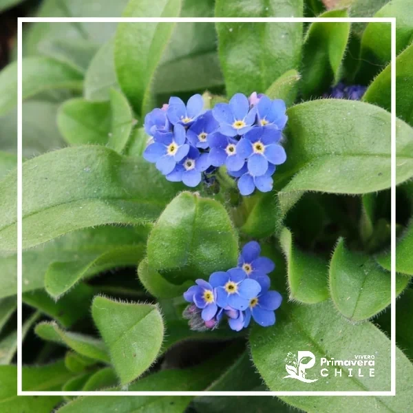 No Me Olvides "Myosotis Sylvatica"