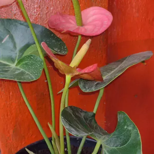 Anturios