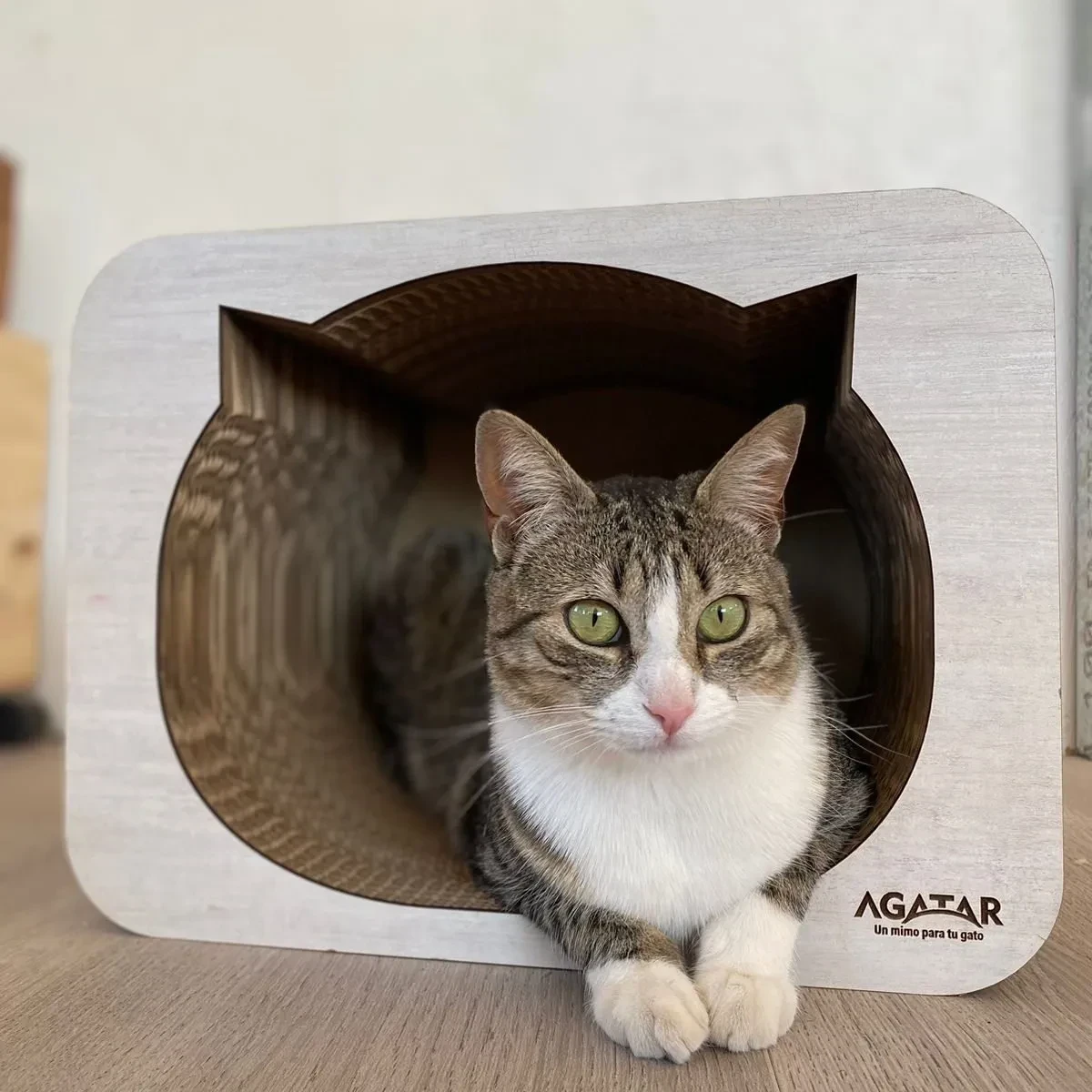 DORMI CAT  2