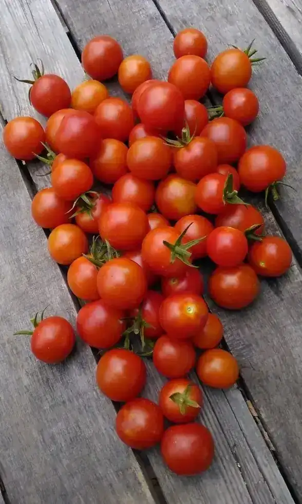 TOMATE CHERRY Peq