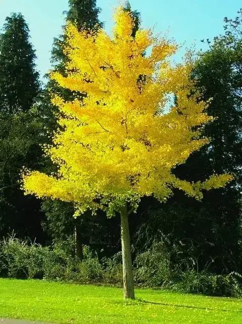 Ginkgo Biloba