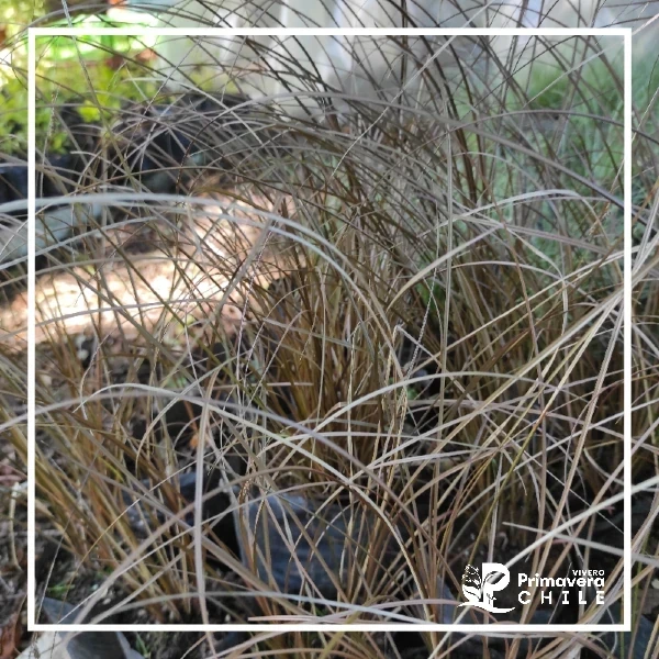 Carex Buchananii
