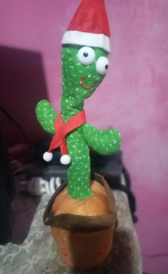 Cactus bailarín  2