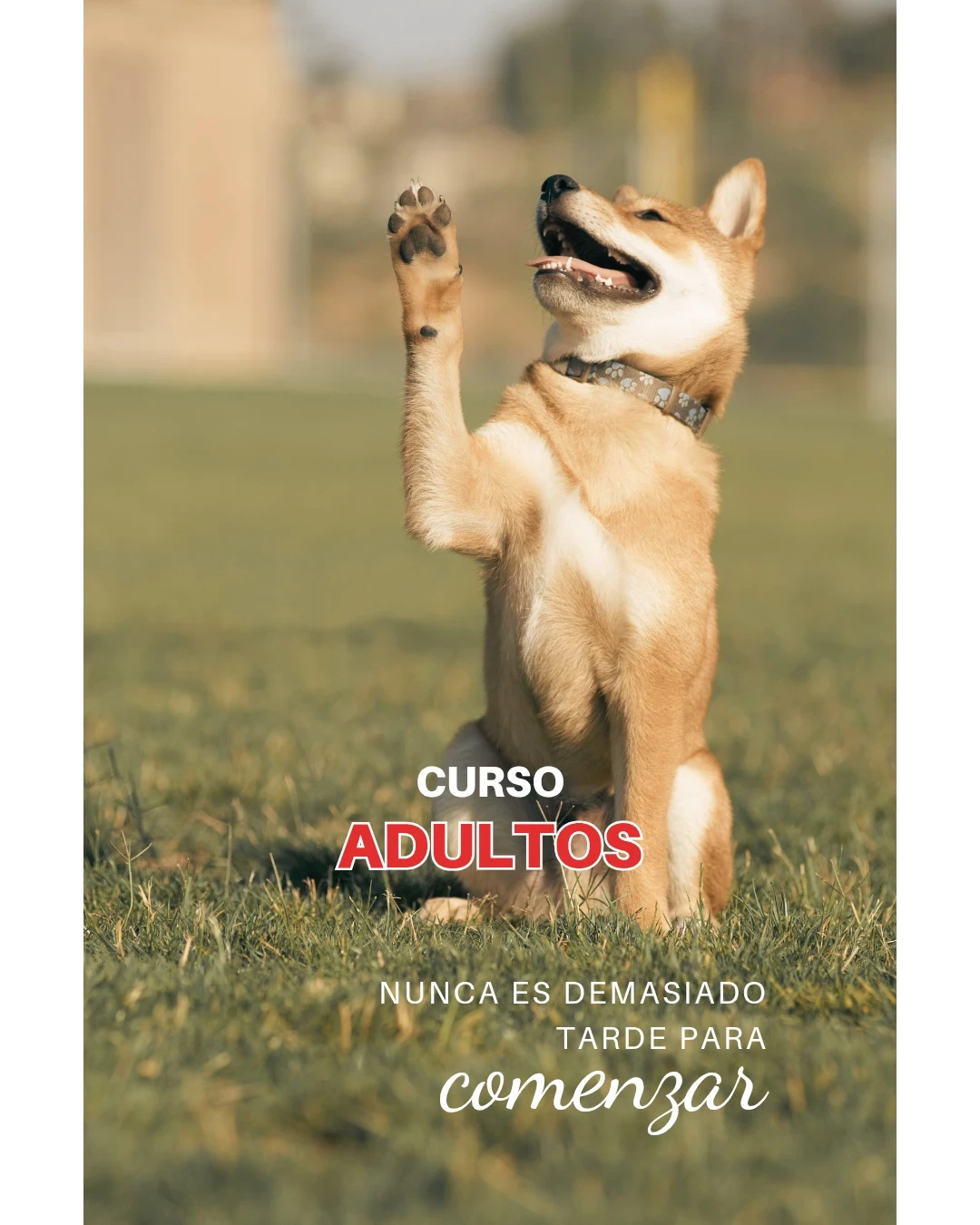 CURSO ADULTOS