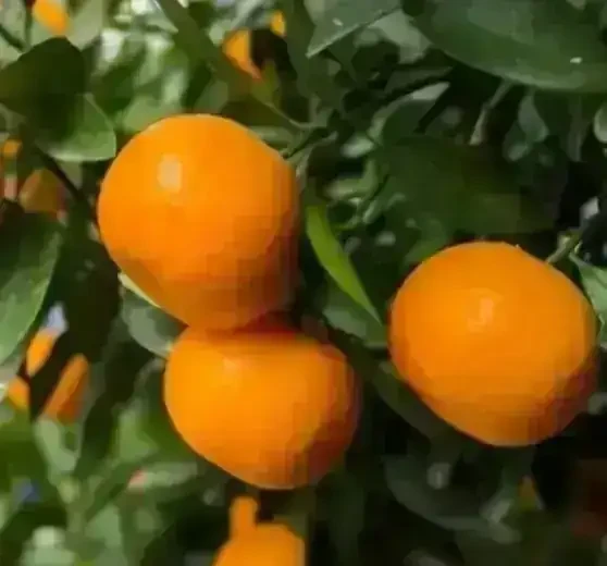 Mandarina murcot