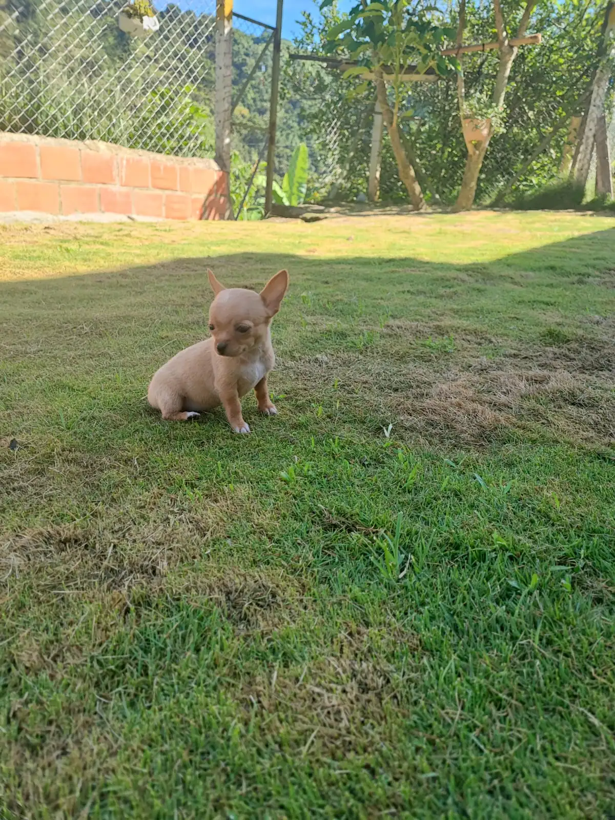 Chihuahua 🎀