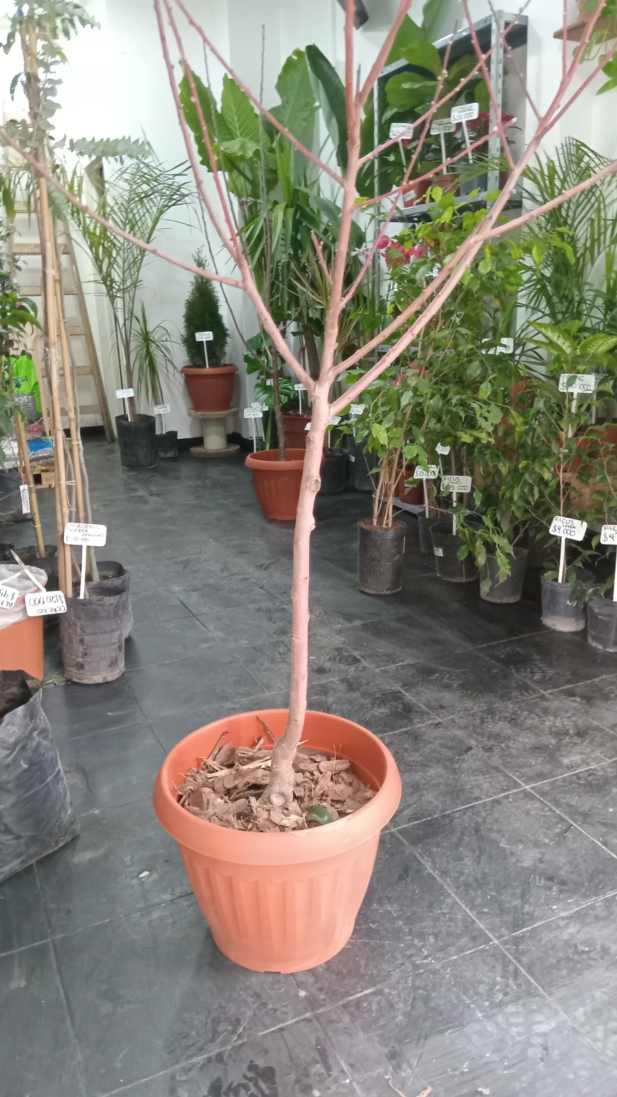 Almendro Árbol Grande 3