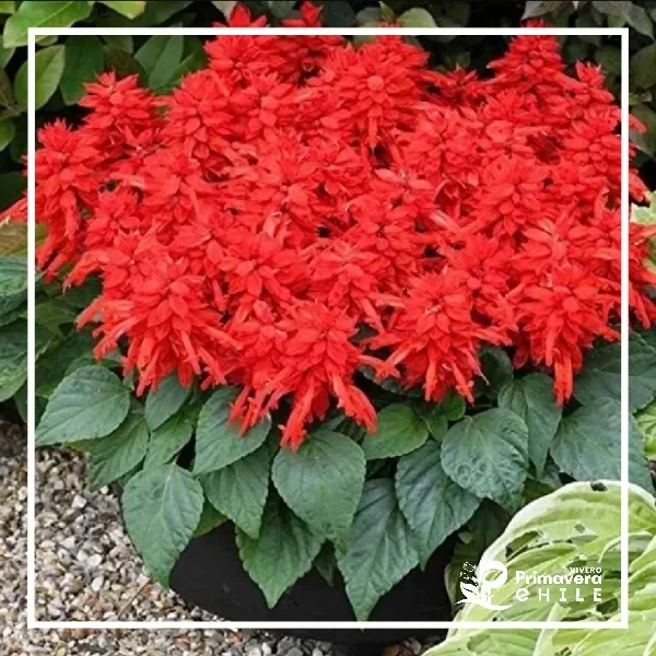 Semillas Salvia Splendens