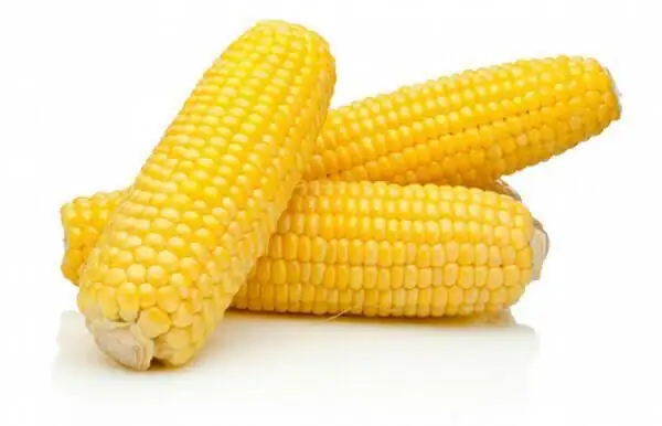 Elote amarillo
