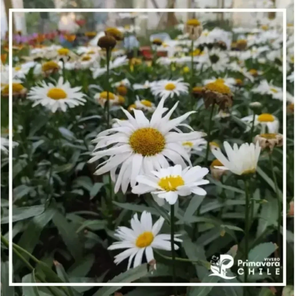 Leucanthemum Madonna