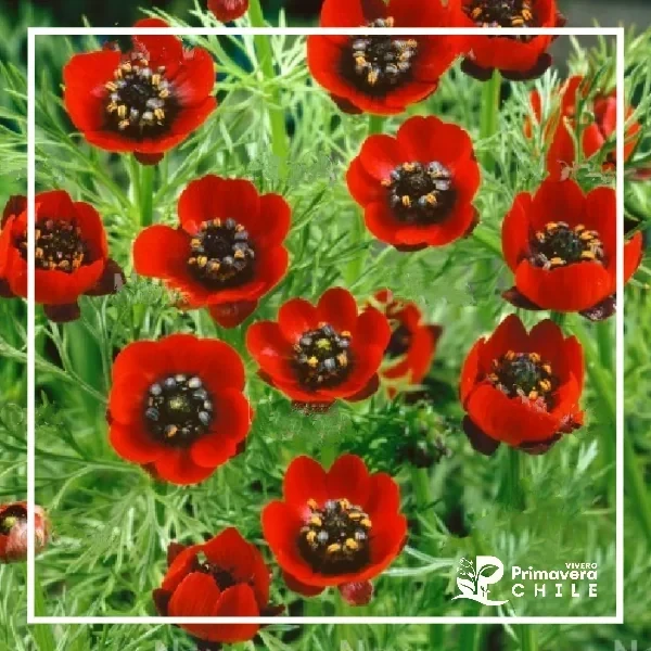 Semillas Adonis Gotas de Sangre